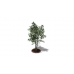 Small Garden Tree